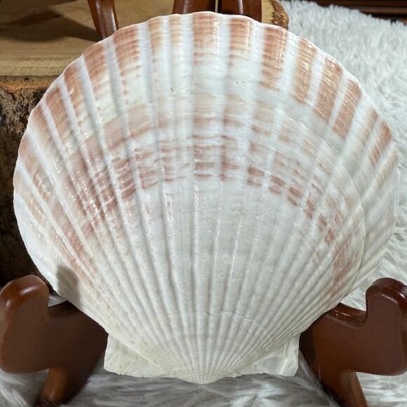 NWOT Set of 4 Nantucket Seafood Natural Baking Sea Shells 4.5" - 5" - Picture 7 of 15